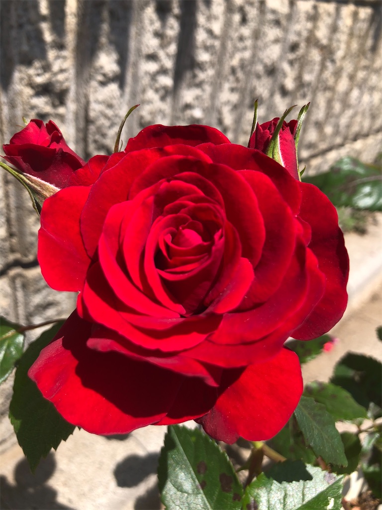 f:id:himawari2016:20210511125325j:image