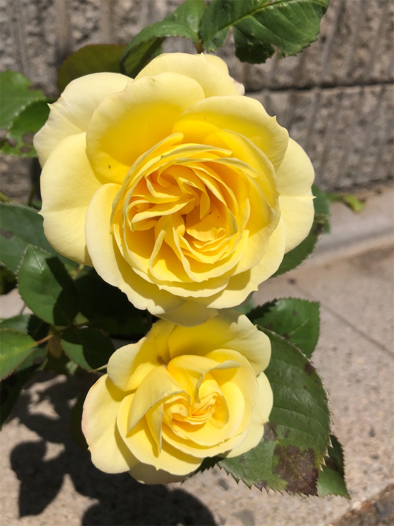 f:id:himawari2016:20210511125333j:image