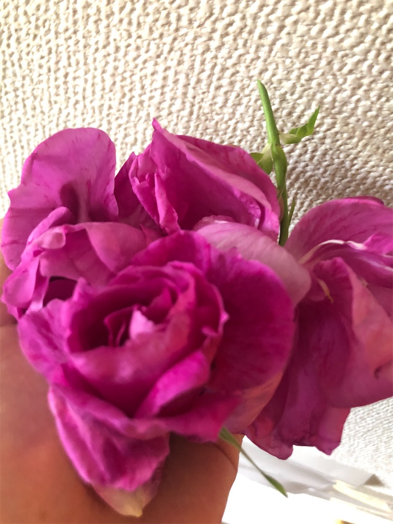 f:id:himawari2016:20210511125552j:image