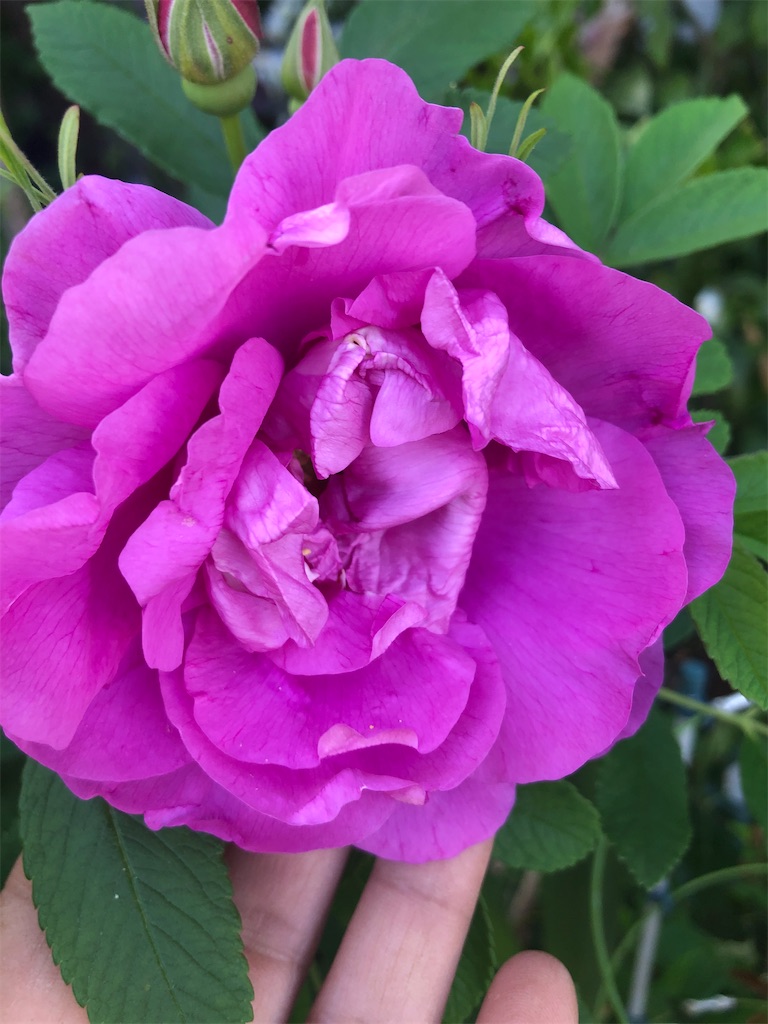 f:id:himawari2016:20210511125556j:image