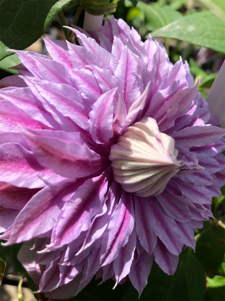 f:id:himawari2016:20210511131015j:image