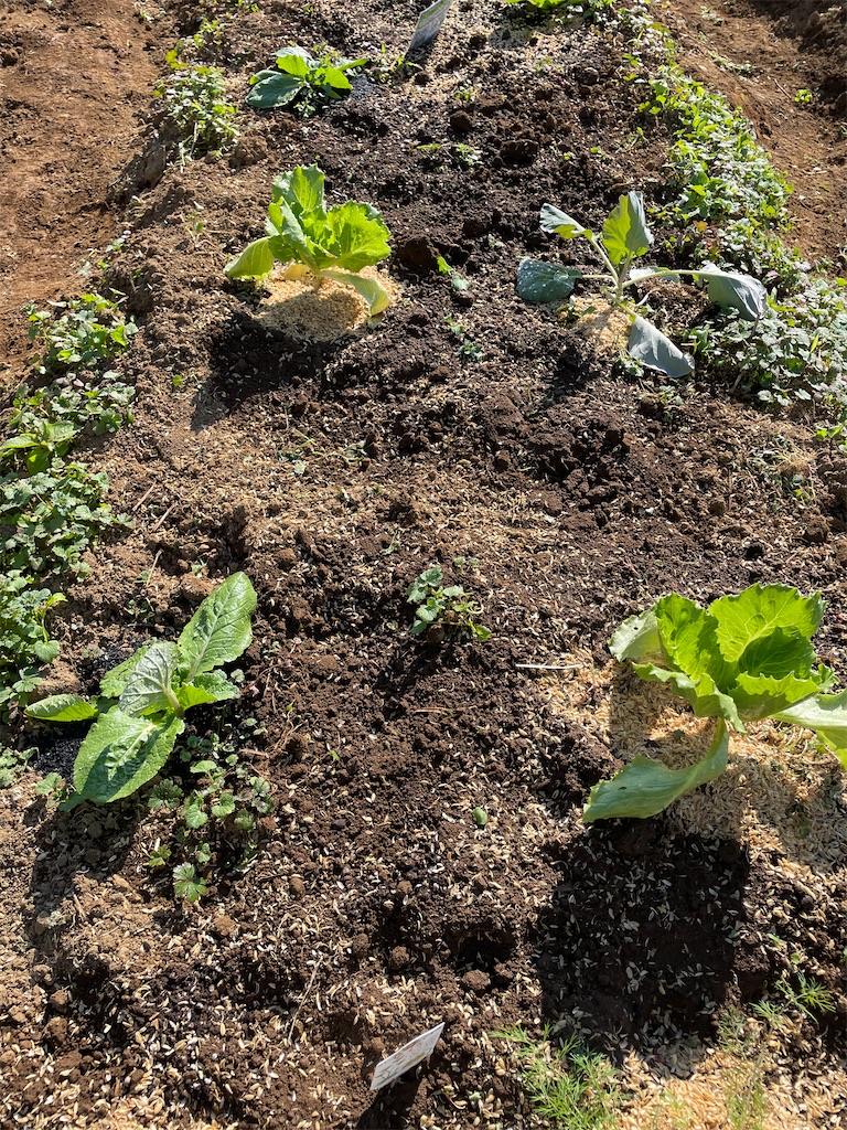 f:id:himawari2016:20211103221208j:image