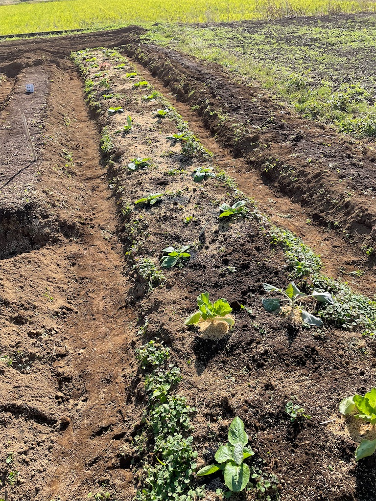 f:id:himawari2016:20211103221226j:image