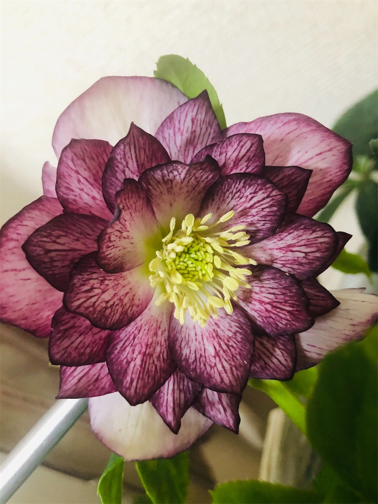 f:id:himawari2016:20211104174430j:image