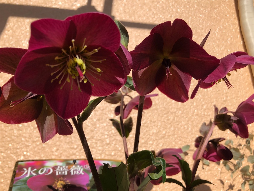 f:id:himawari2016:20211104174433j:image