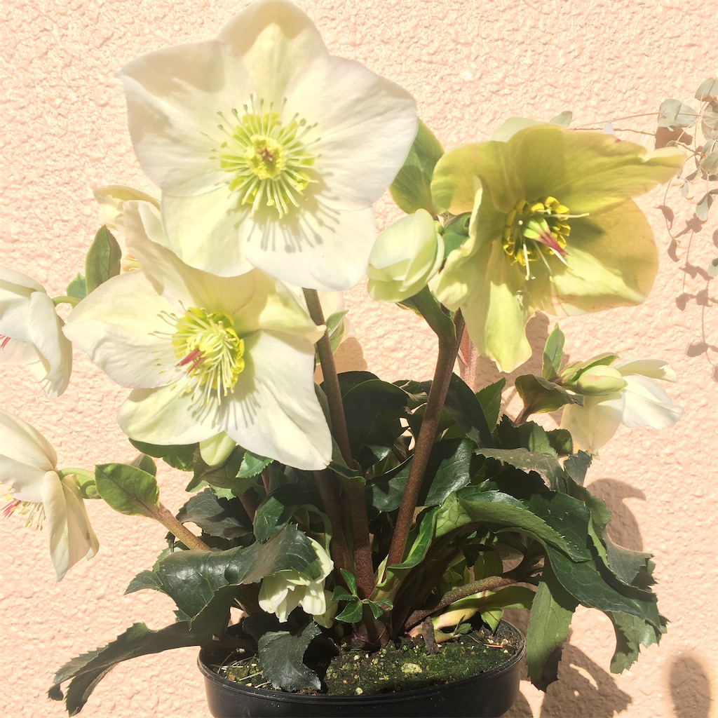 f:id:himawari2016:20211104174442j:image