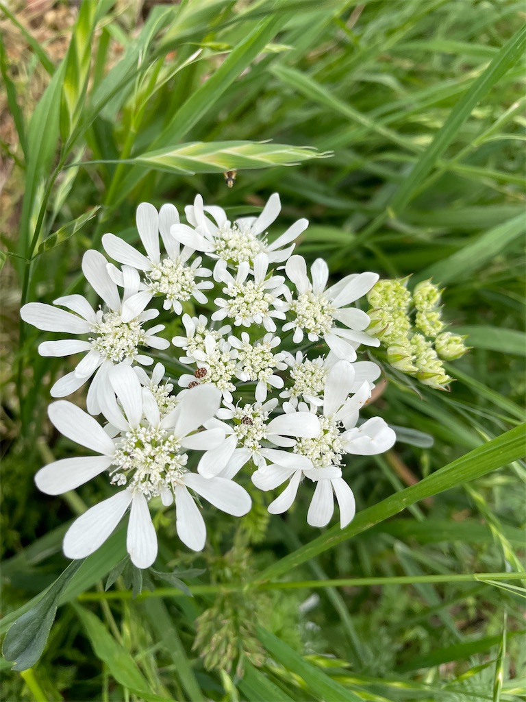 f:id:himawari2016:20220520164955j:image f:id:himawari2016:20220520164955j:image