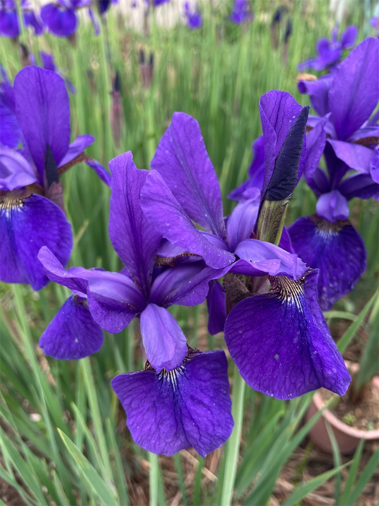 f:id:himawari2016:20220520165000j:image f:id:himawari2016:20220520165000j:image