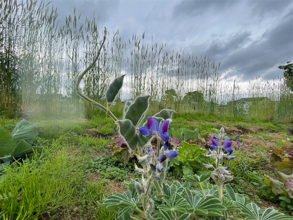 f:id:himawari2016:20220520165241j:image f:id:himawari2016:20220520165241j:image