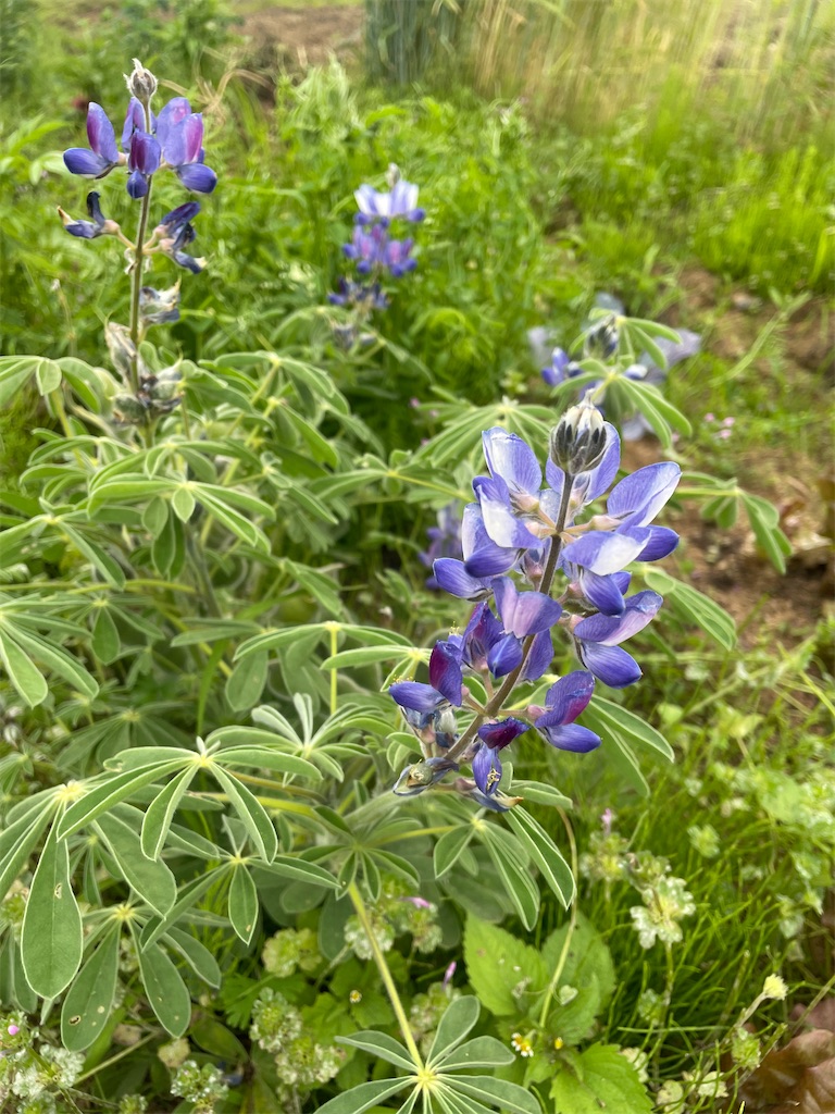 f:id:himawari2016:20220520182842j:image f:id:himawari2016:20220520182842j:image