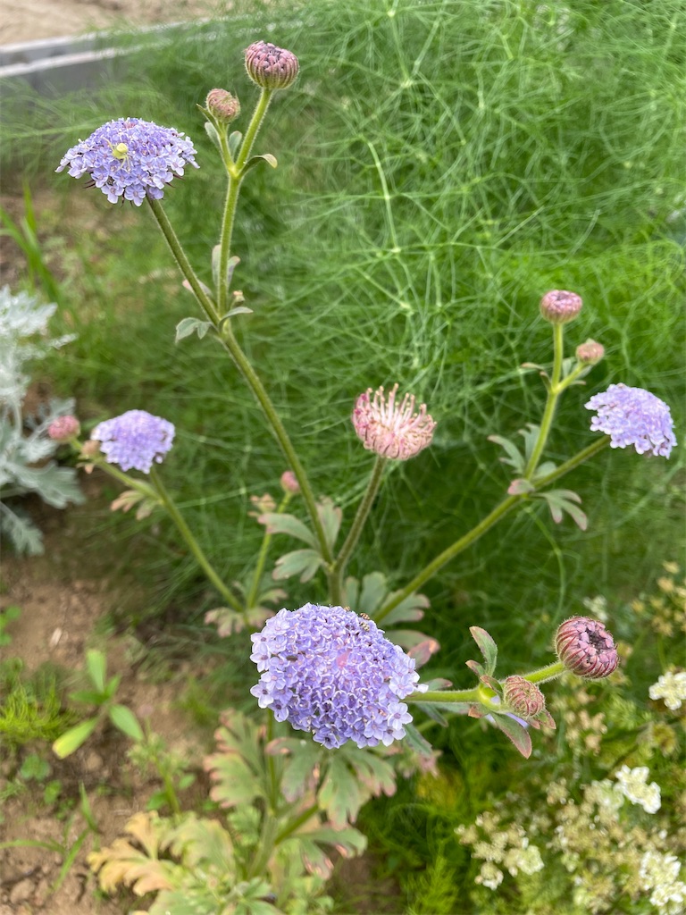 f:id:himawari2016:20220520182909j:image f:id:himawari2016:20220520182909j:image