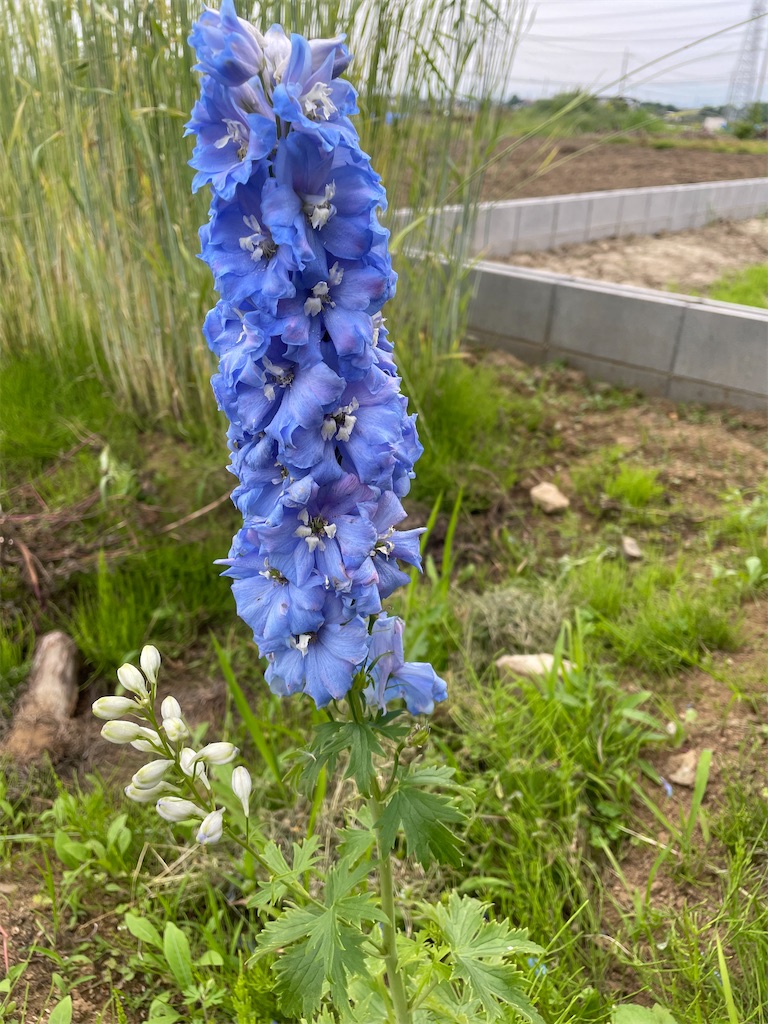 f:id:himawari2016:20220520183007j:image f:id:himawari2016:20220520183007j:image