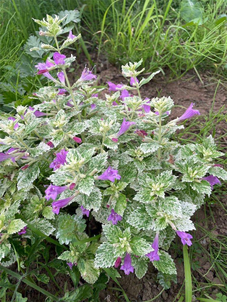 f:id:himawari2016:20220520183105j:image f:id:himawari2016:20220520183105j:image