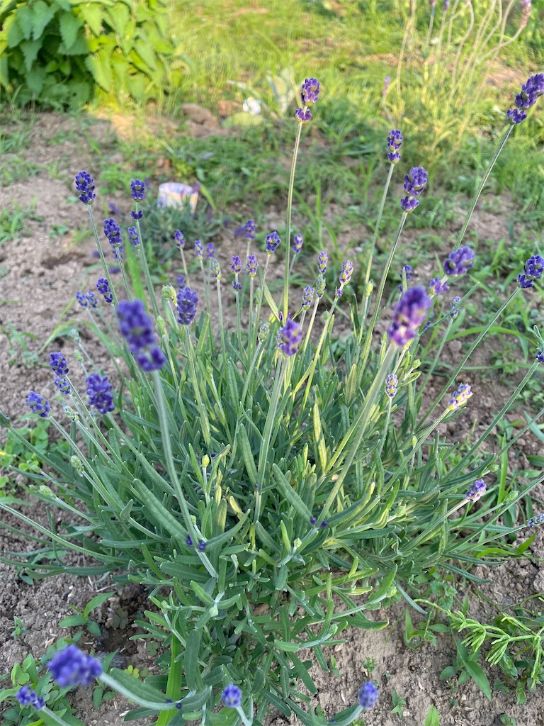 f:id:himawari2016:20220520183234j:image f:id:himawari2016:20220520183234j:image