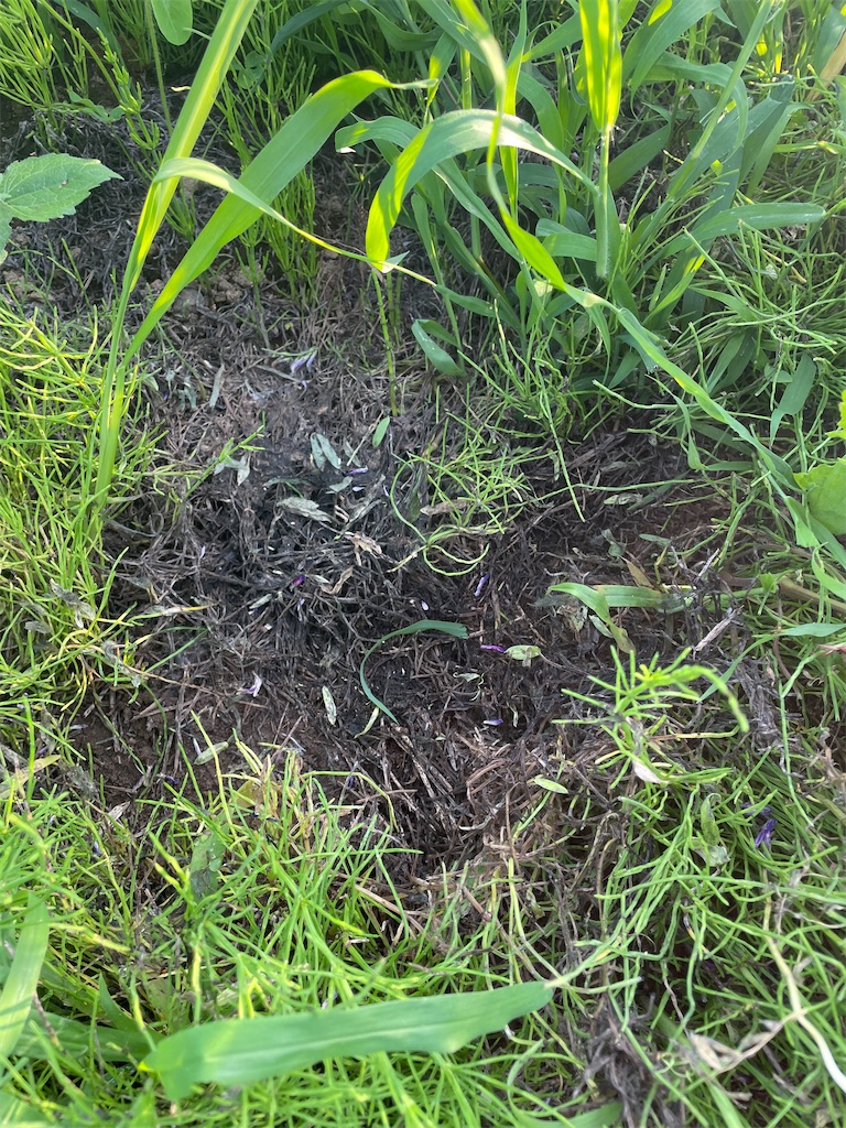 f:id:himawari2016:20220607123050j:image