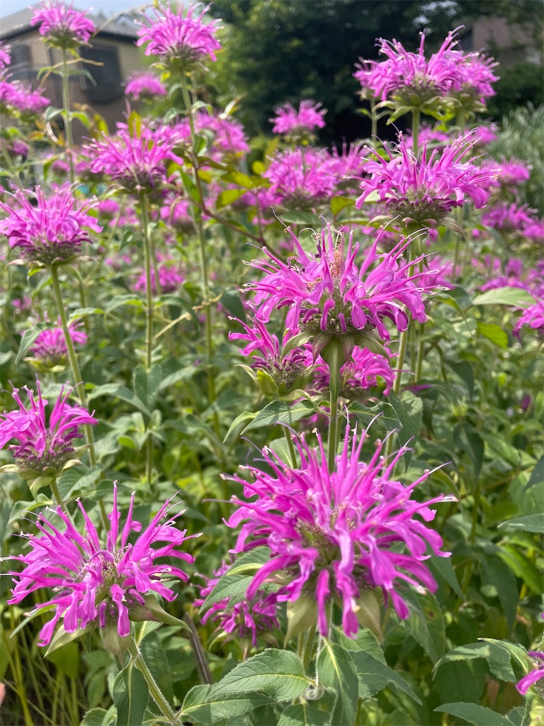 f:id:himawari2016:20220623133058j:image