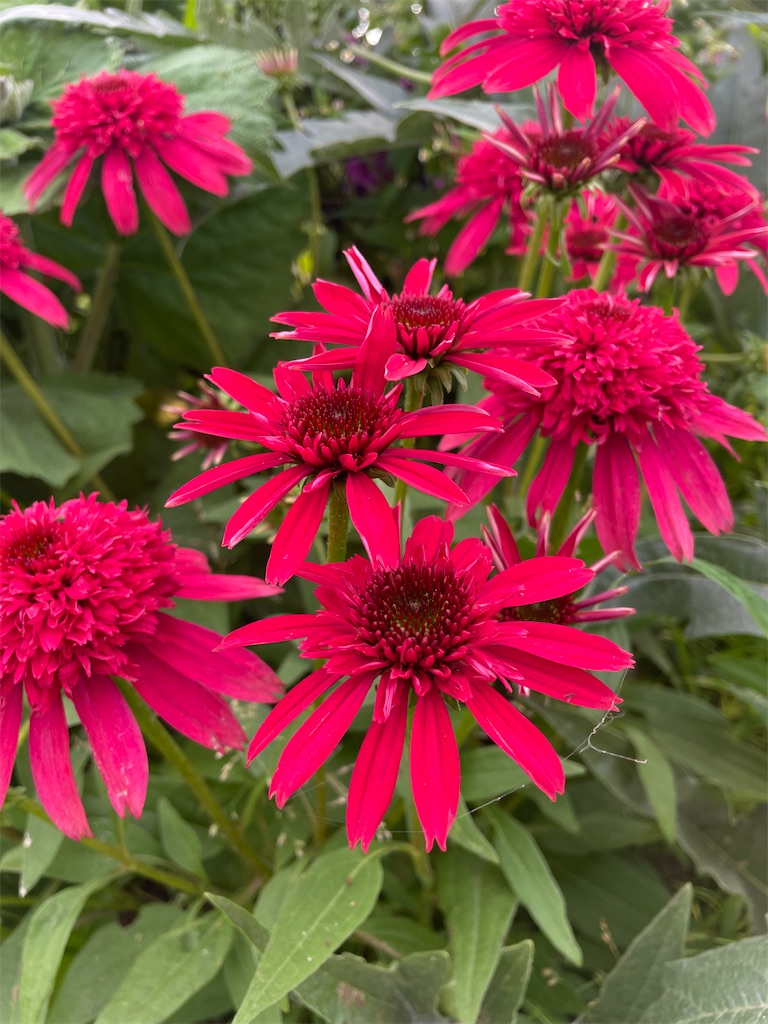 f:id:himawari2016:20220623133141j:image