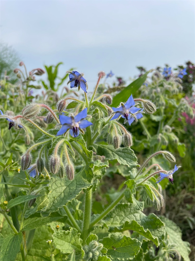 f:id:himawari2016:20220623133509j:image