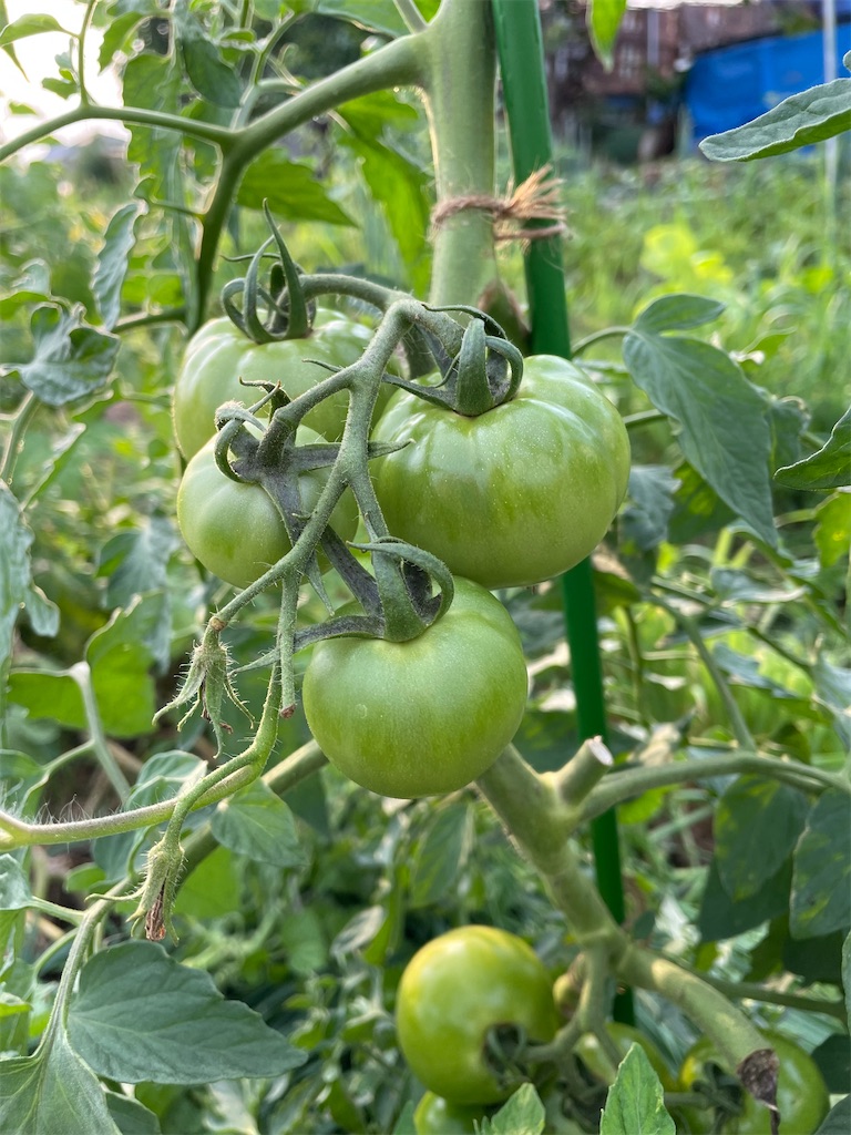 f:id:himawari2016:20220623134124j:image