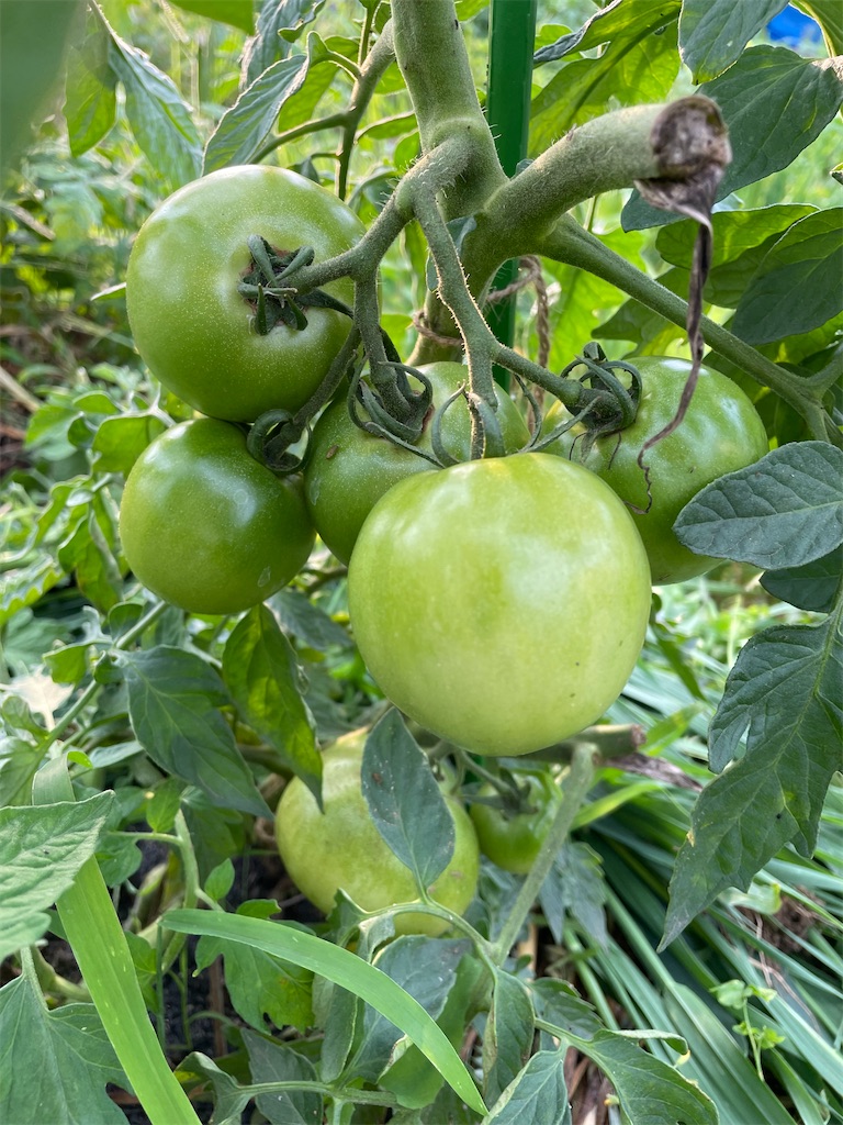 f:id:himawari2016:20220623134127j:image