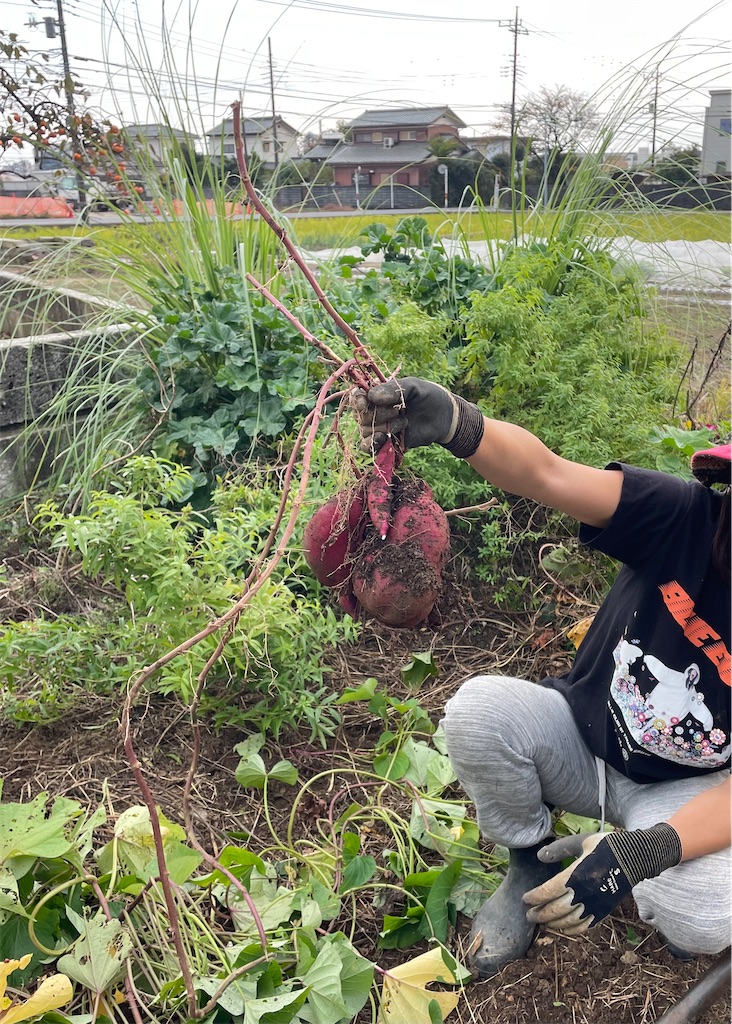 f:id:himawari2016:20221105174405j:image