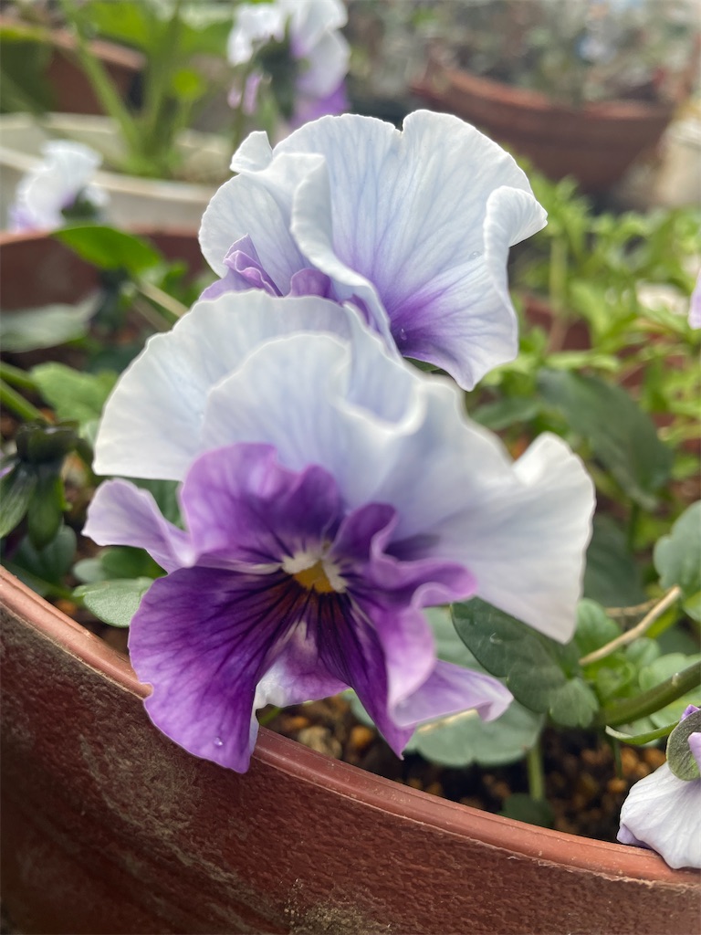 f:id:himawari2016:20221213115144j:image