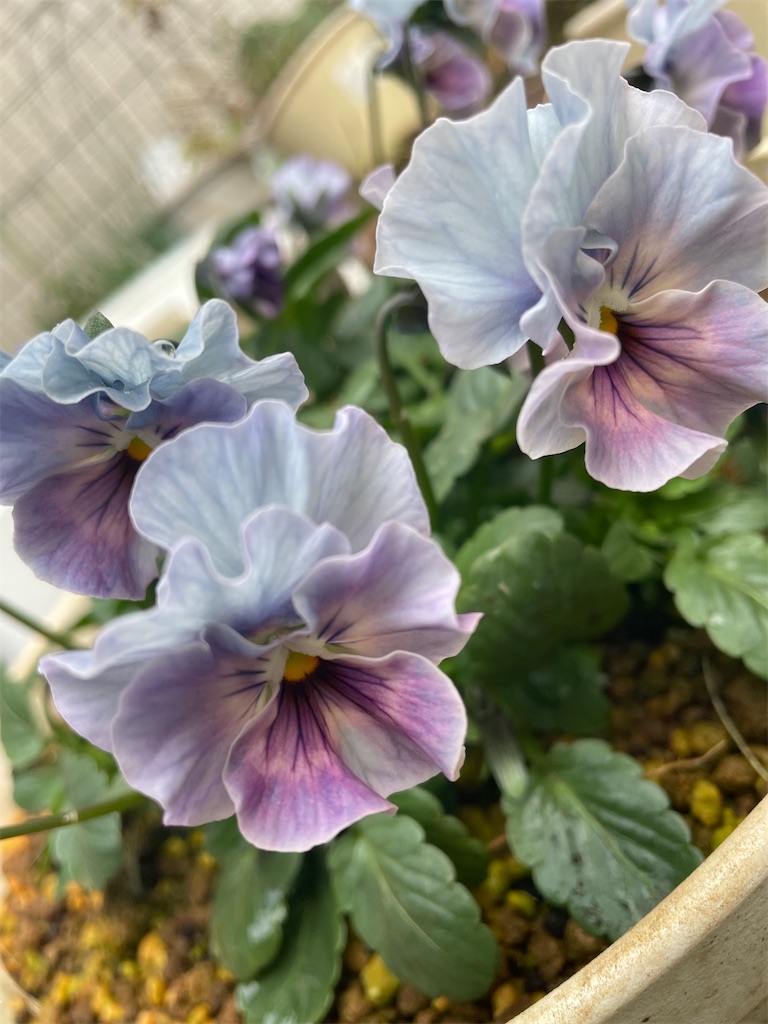 f:id:himawari2016:20221213115154j:image