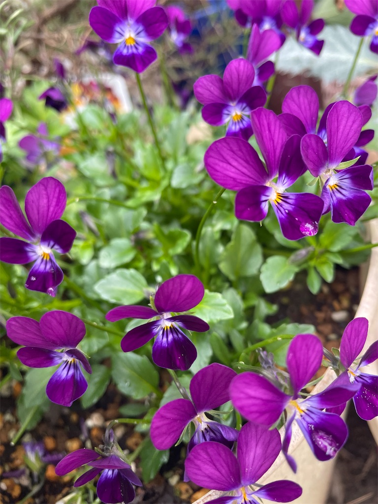 f:id:himawari2016:20221213115728j:image