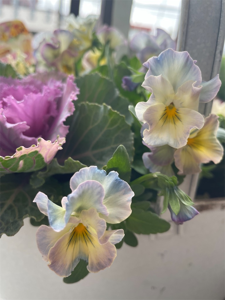 f:id:himawari2016:20221213121219j:image