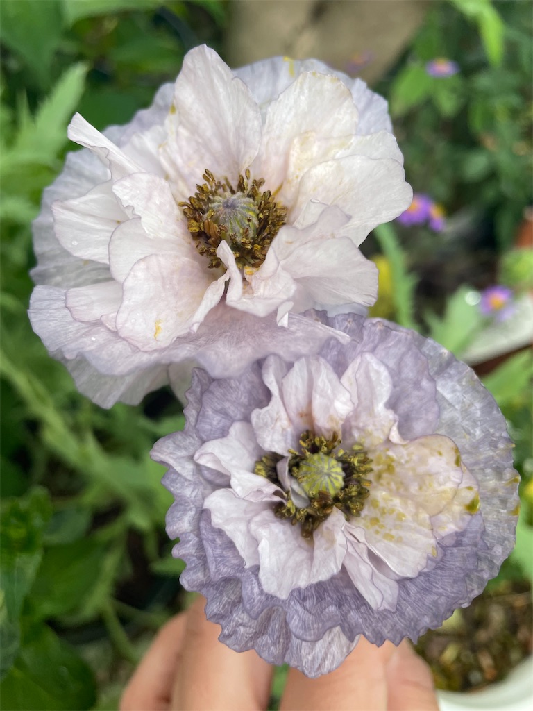 ポピー、アメイジンググレイが咲いてます。 - Scented garden