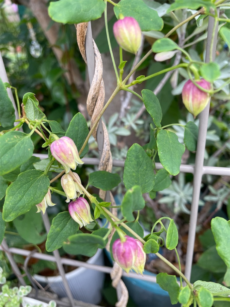 f:id:himawari2016:20230615114859j:image