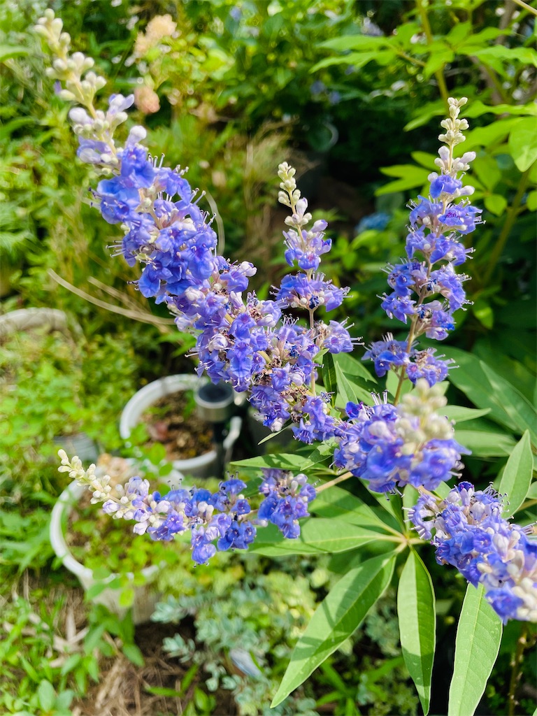 f:id:himawari2016:20230706121116j:image