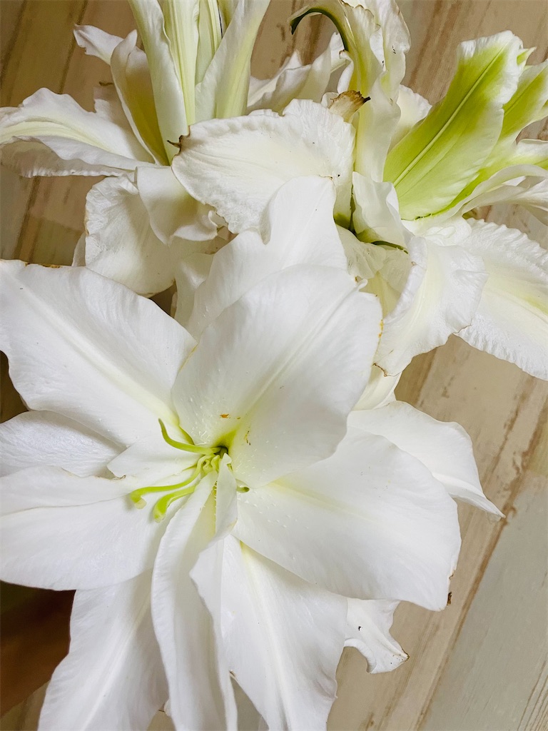 f:id:himawari2016:20230706121120j:image