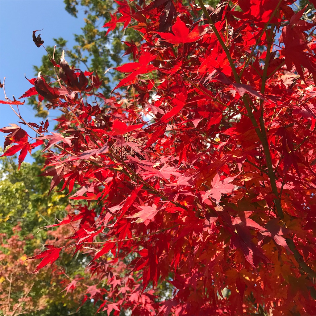 f:id:himawari21k:20191118232142j:image f:id:himawari21k:20191118232142j:image