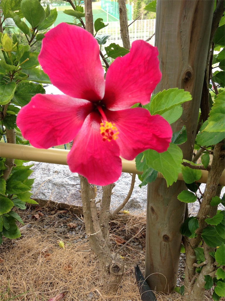 f:id:himawari808:20180518192458j:image f:id:himawari808:20180518192458j:image