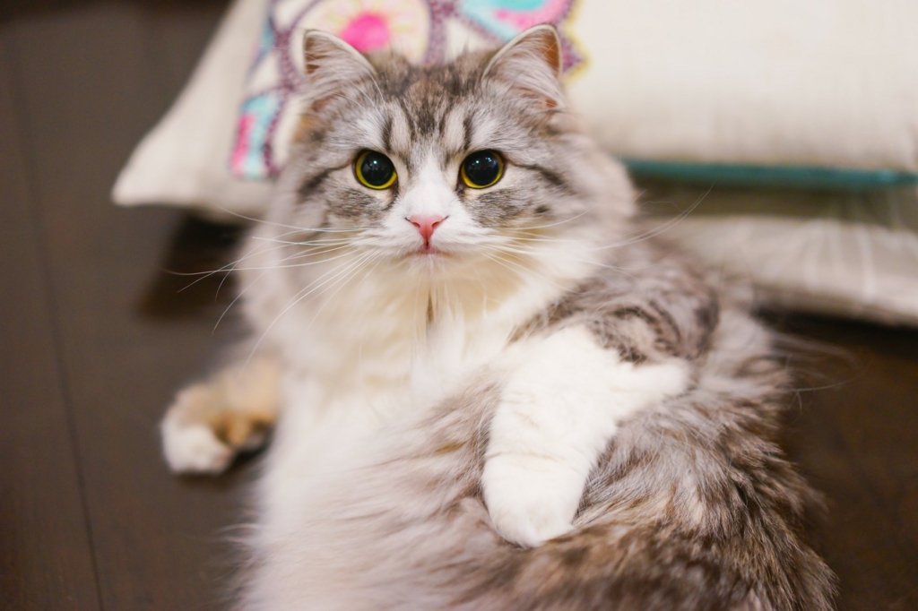 f:id:himawari928:20170428040532j:plain f:id:himawari928:20170428040532j:plain