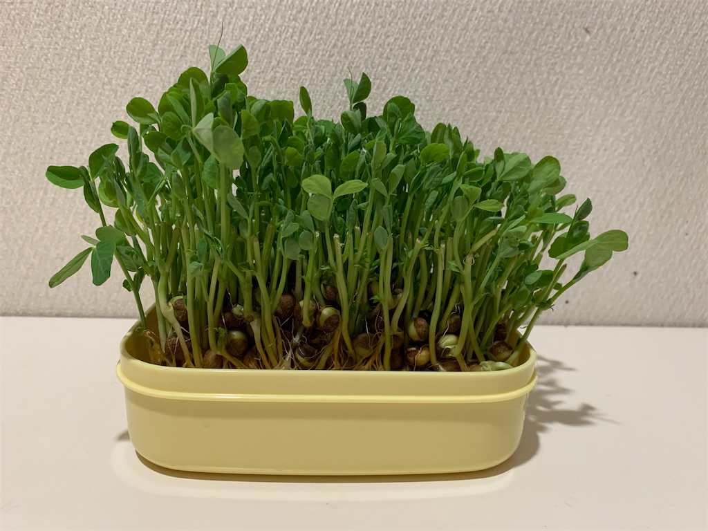 豆苗成長記録 7日目 根がしっかり伸びてきて今後の変化が楽しみ Shihoのひまわりブログ 豆苗成長記録 7日目 根がしっかり伸びてきて今後の変化が楽しみ Shihoのひまわりブログ