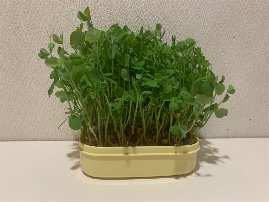 豆苗成長記録 9日目 水がカラカラになっていたので水を追加 Shihoのひまわりブログ