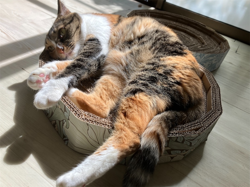 f:id:hime0802eeeriko:20250928112330j:image