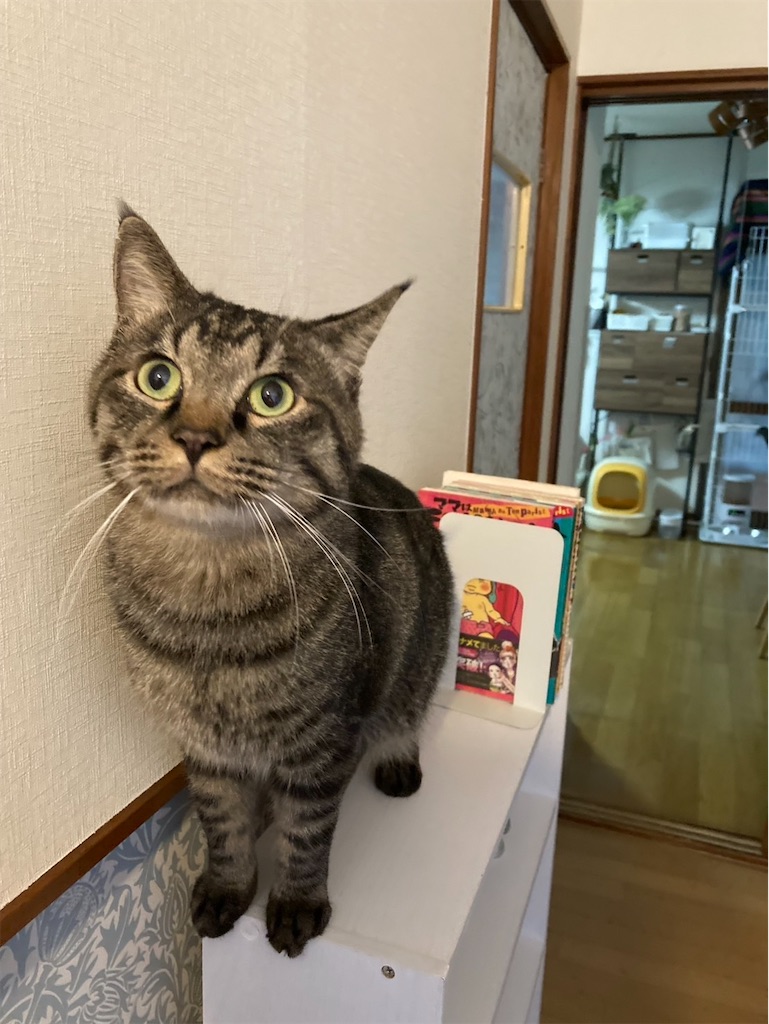 f:id:hime0802eeeriko:20251202174818j:image