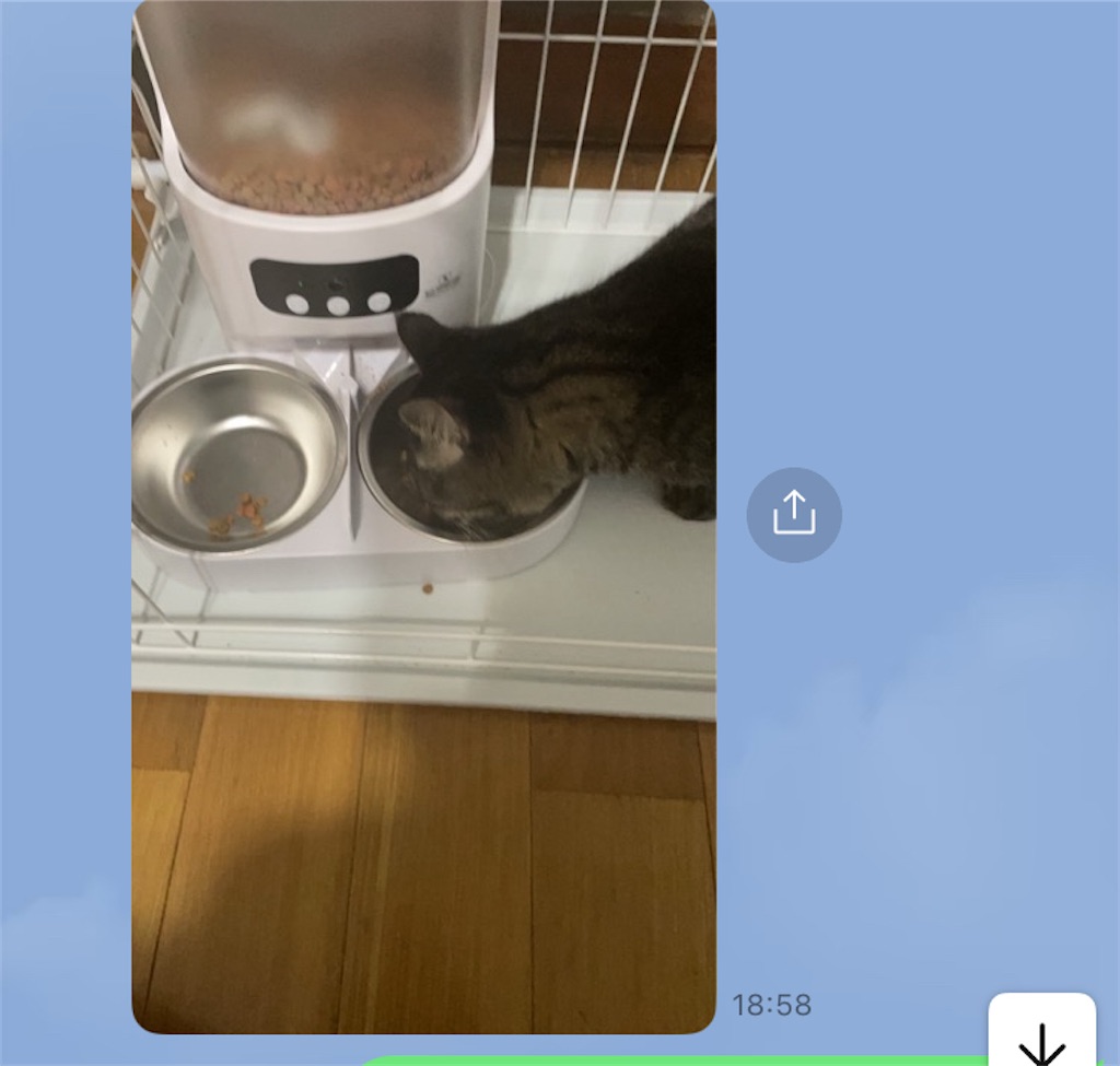 f:id:hime0802eeeriko:20251202174849j:image