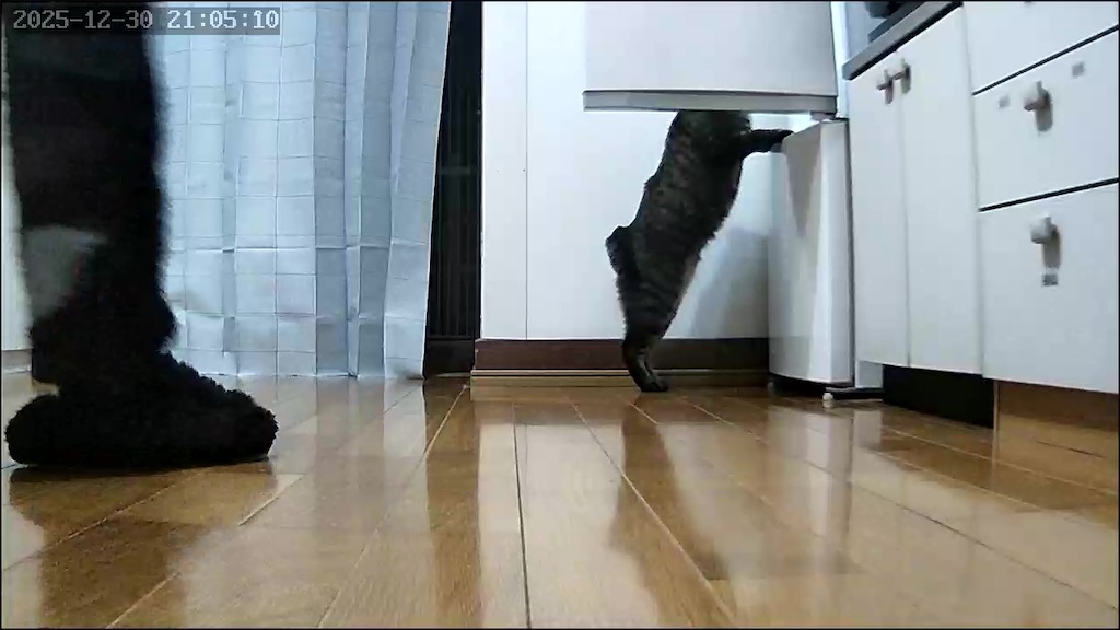 f:id:hime0802eeeriko:20260101123333j:image f:id:hime0802eeeriko:20260101123333j:image