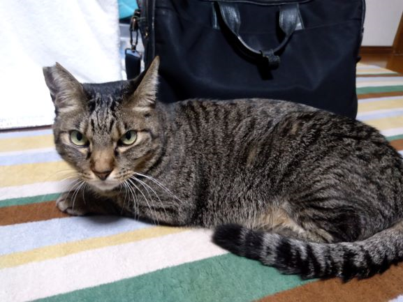 さくらねこ を飼ってます (=^・^=) - さくら猫を飼ってます