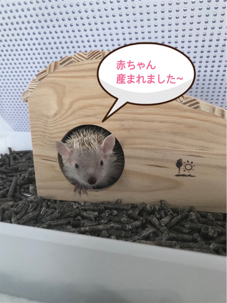 ヒメハリテンレック ぽんたの日記