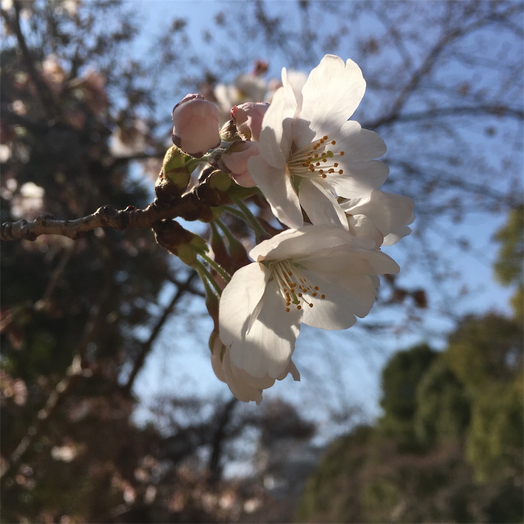 f:id:himejinousagi:20180328233320j:image