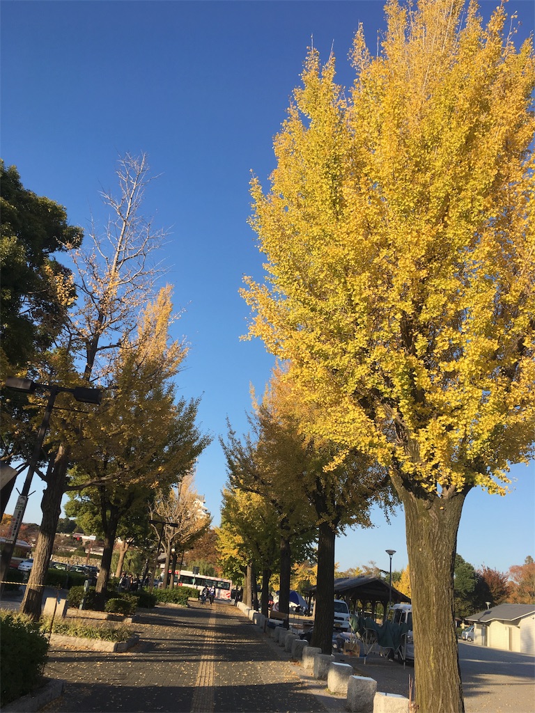 f:id:himejinousagi:20181111230653j:image