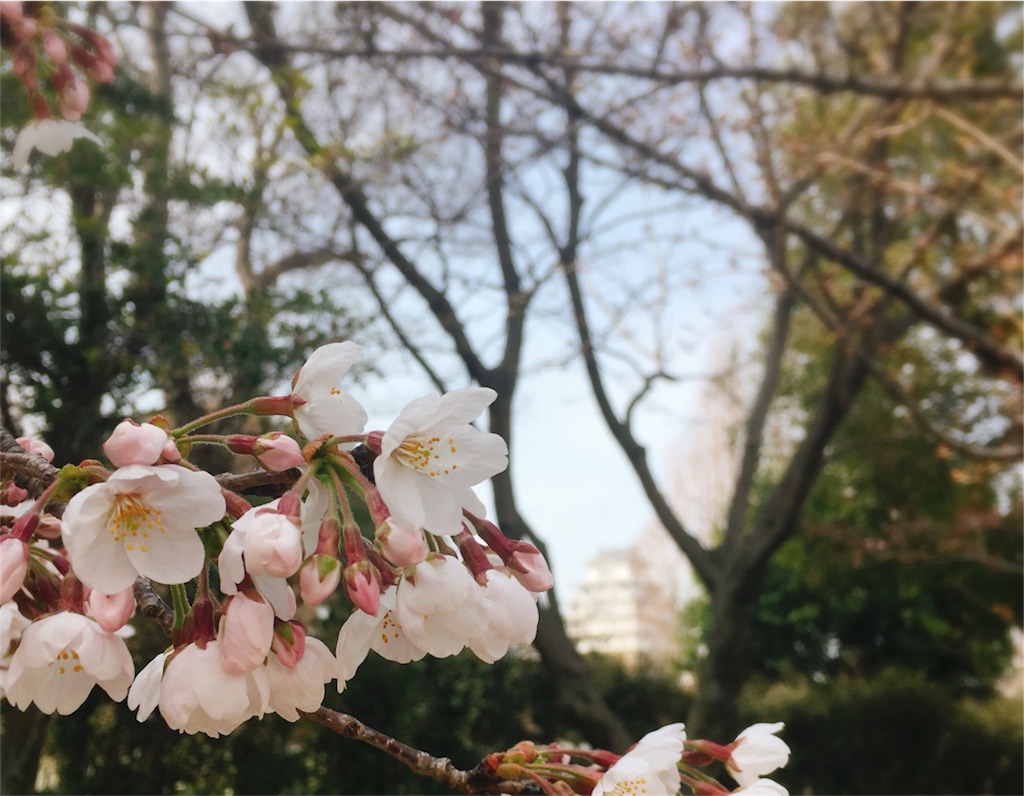 f:id:himejinousagi:20190330091431j:image