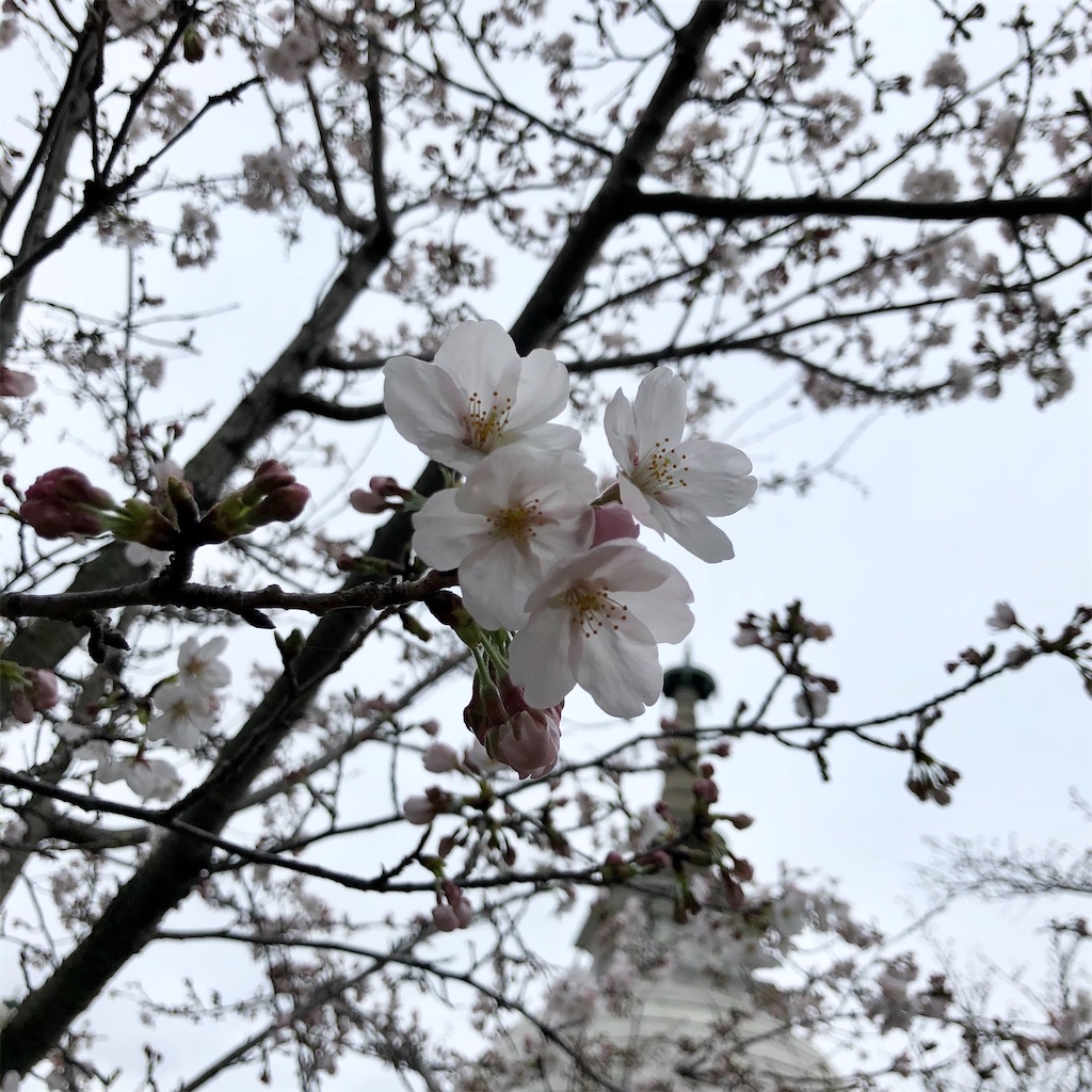 f:id:himejinousagi:20200329084512j:image