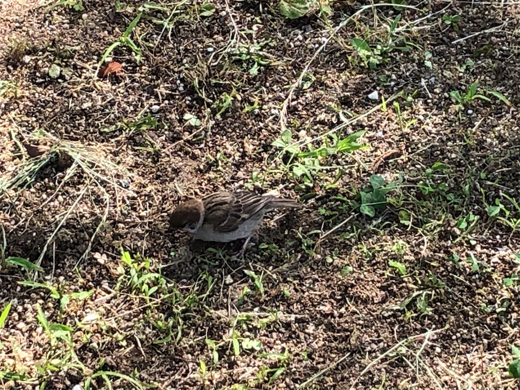 f:id:himejinousagi:20210621155230j:plain