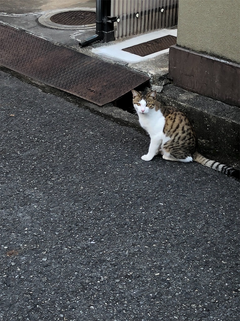 f:id:himejinousagi:20211027152525j:plain